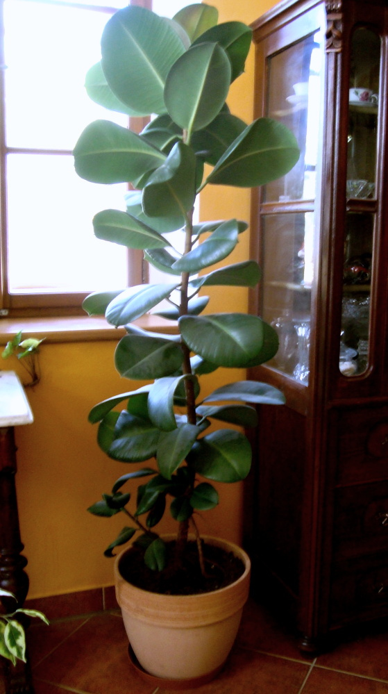 Velké pokojové rostliny FIKUS - 3