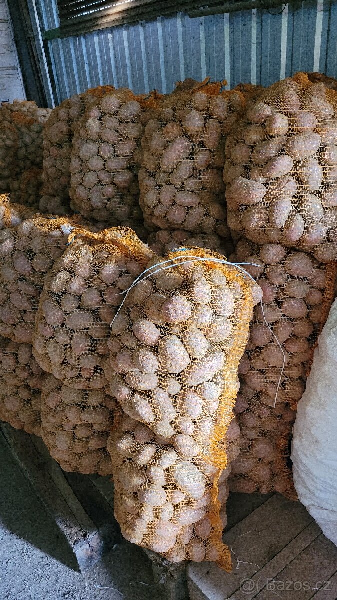 Brambory na uskladnění, konzumní, červené - 3