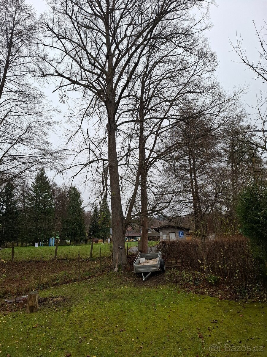 daruji za pokácení - 3