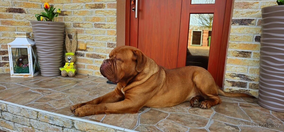 Bordeauxská doga - pes krytí - 3