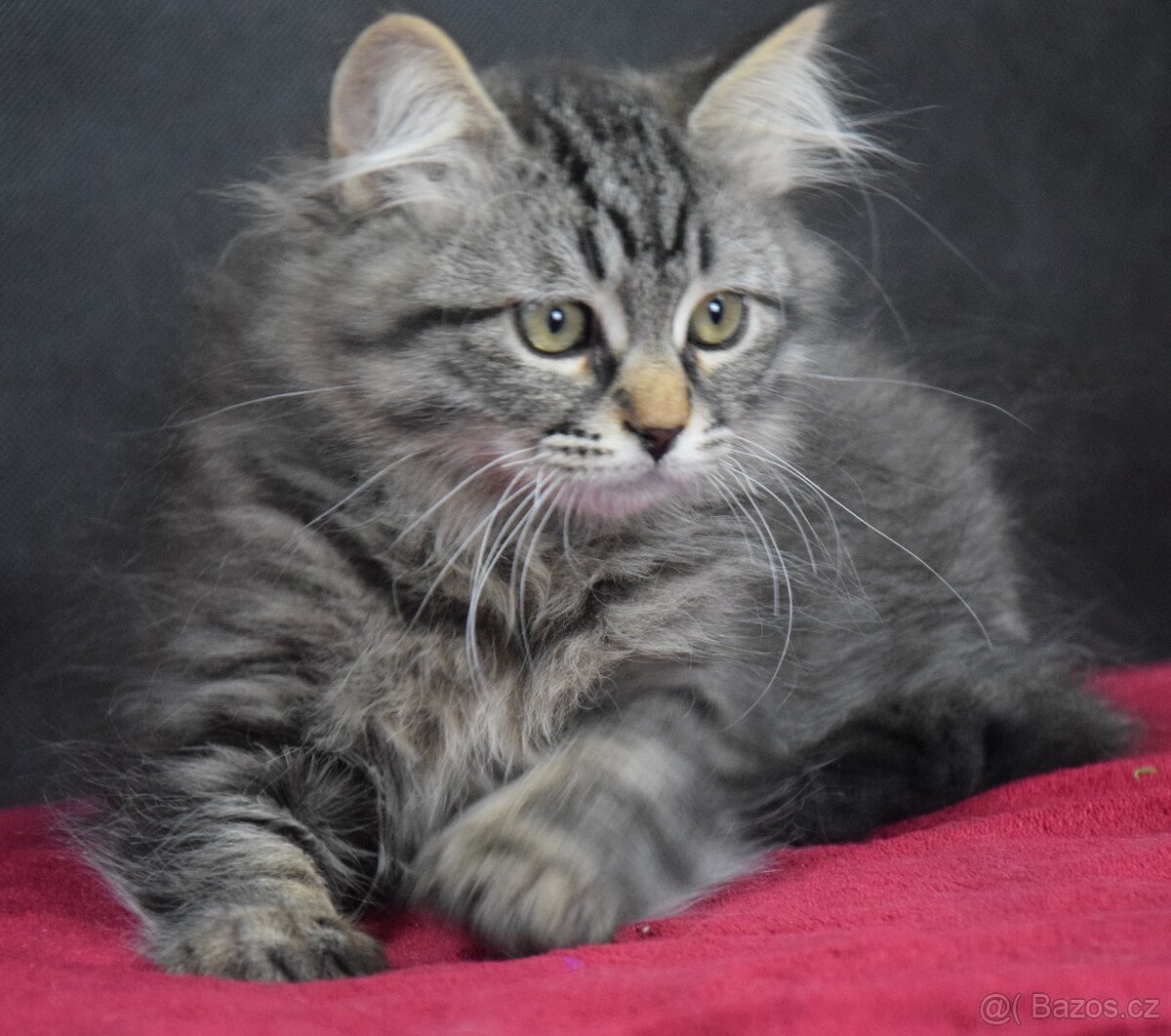 Sibiřské kotě s PP - 3