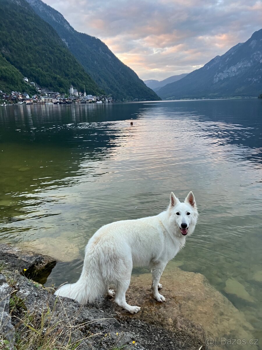 Štěňata Bílý švýcarský ovčák s PP - rezervace - 3