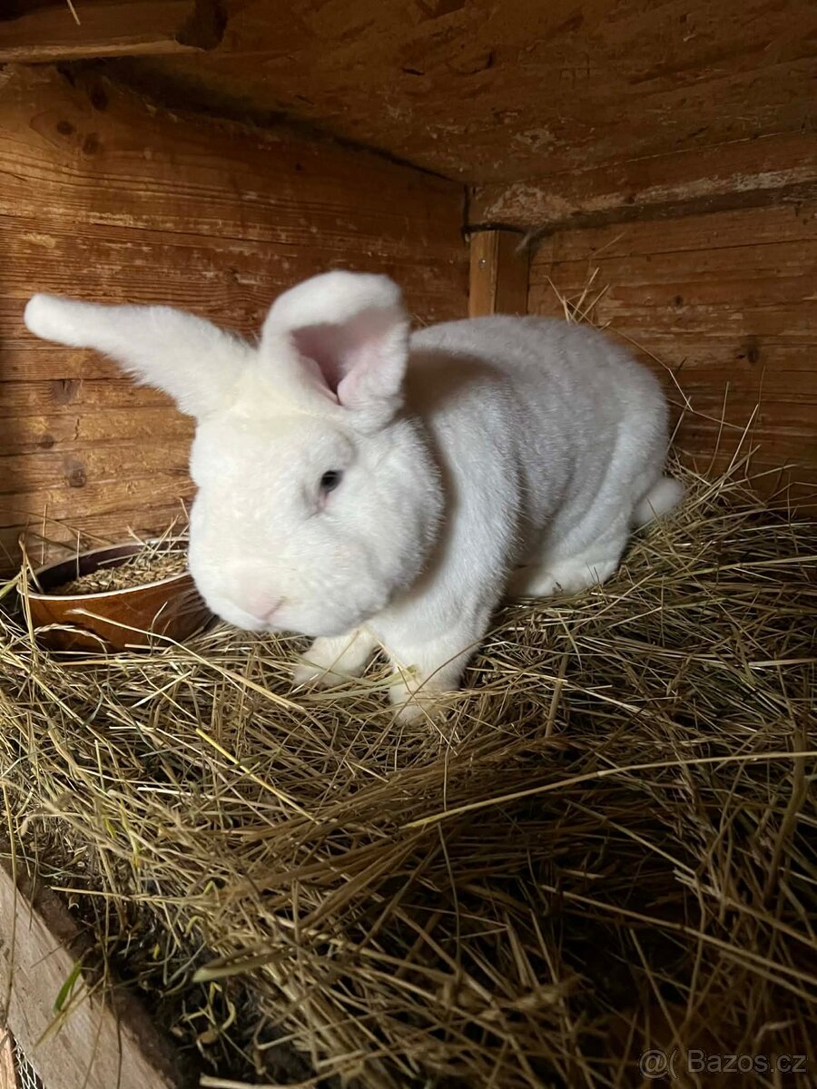 Vídeňský králík - 3