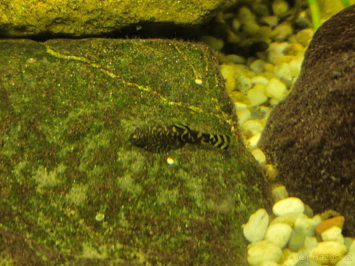 Sewellia lineolata - 3