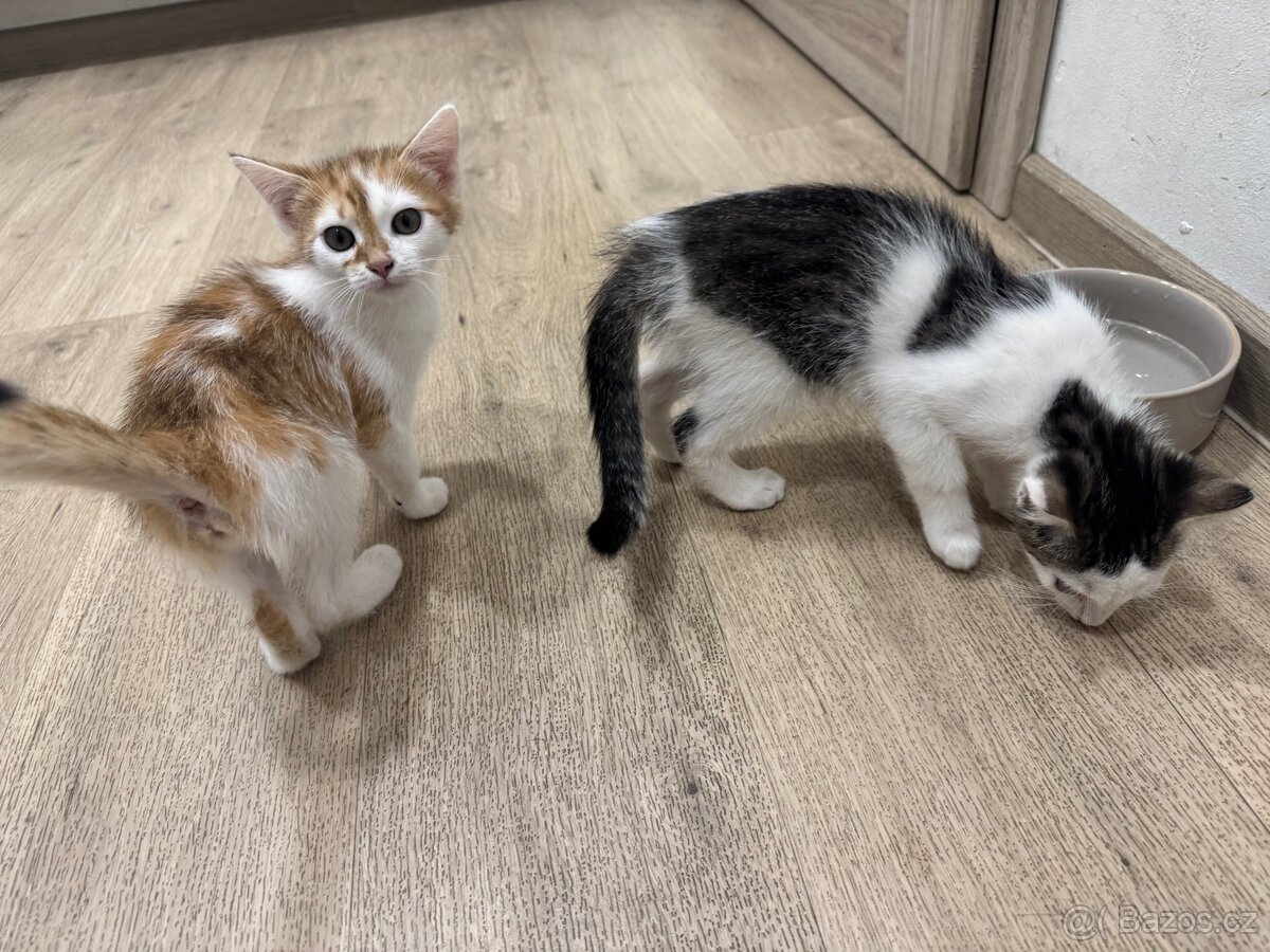Koťata - 3