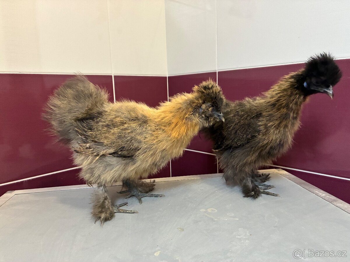 Hedvabnicka velka - 3