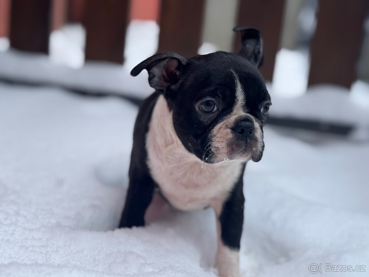 BOSTONSKÝ TERIÉR S PP FCI - 3