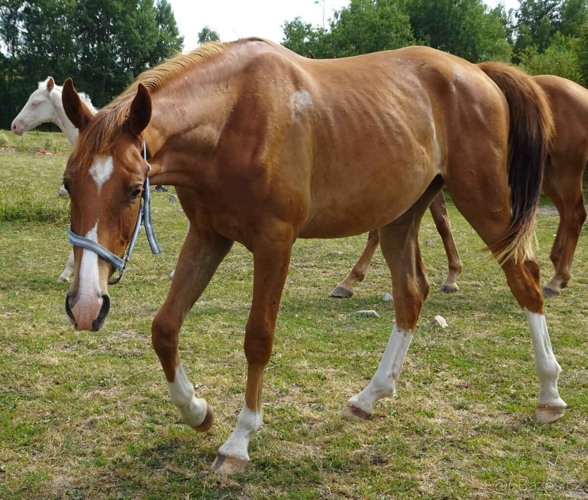 Prodám valacha Kůň Kinský, - 3