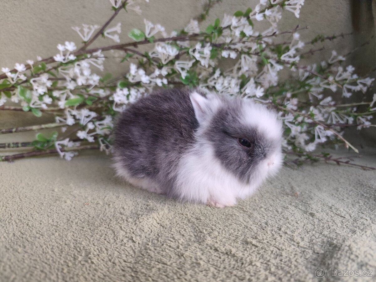 Nádherný Teddy sameček s VP - 3