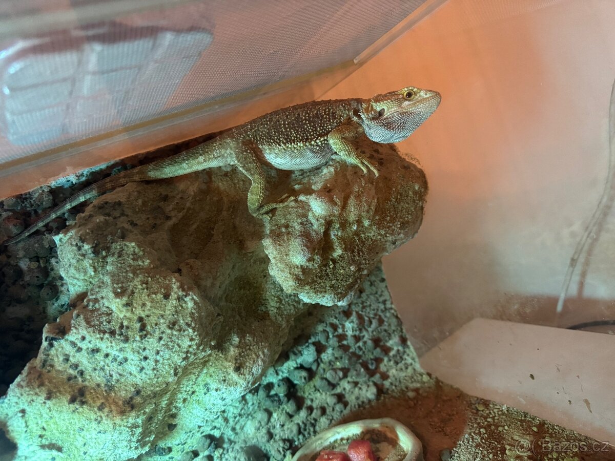 Prodam Agamu + terarium - 3