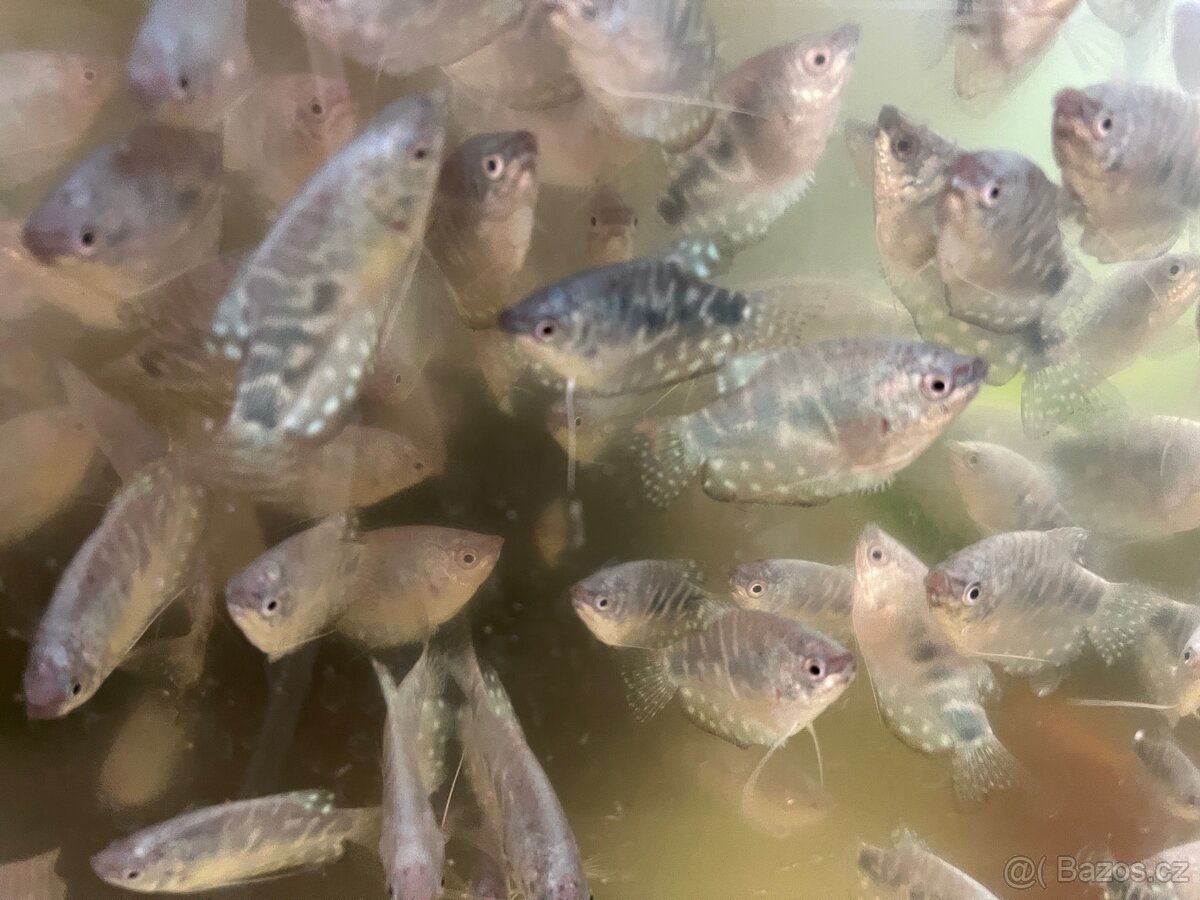 Čichavec modrý (cosby) - 3