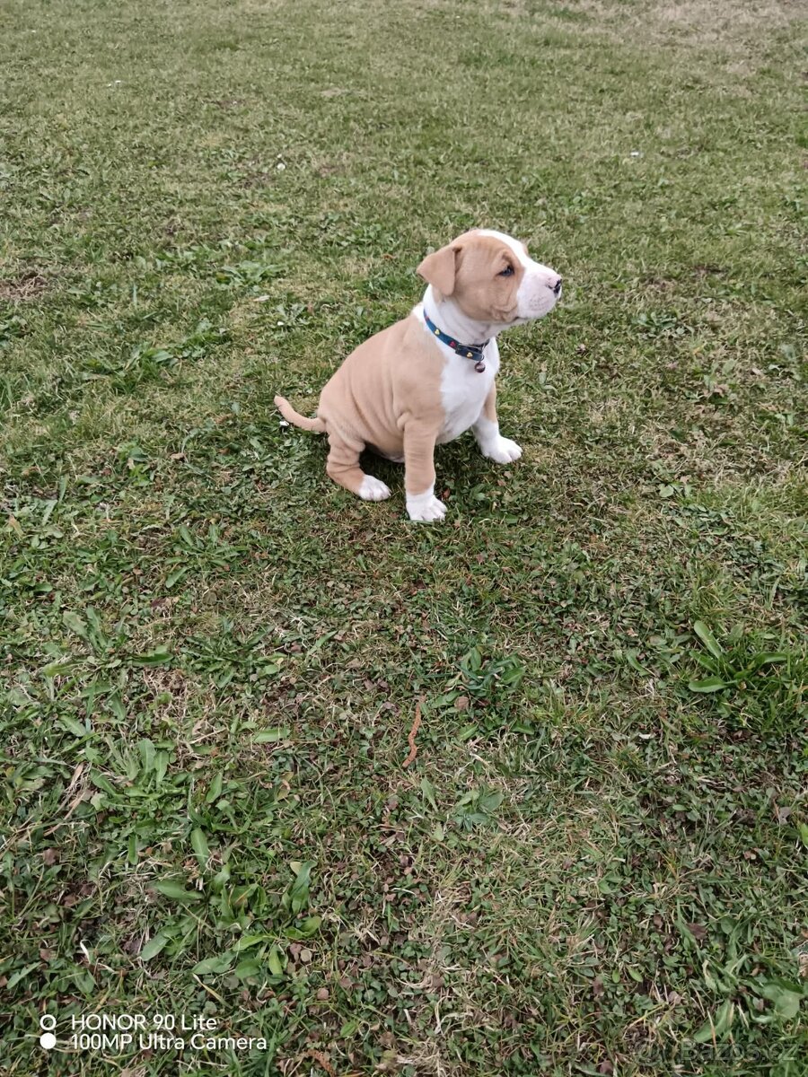 Americký stafordšírský teriér - 3