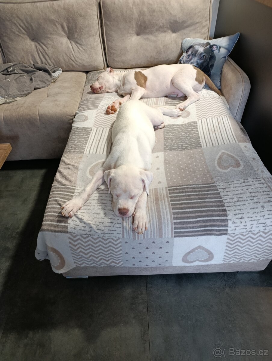 American Bully XL originální původní krev rodokmen ABKC USA - 3