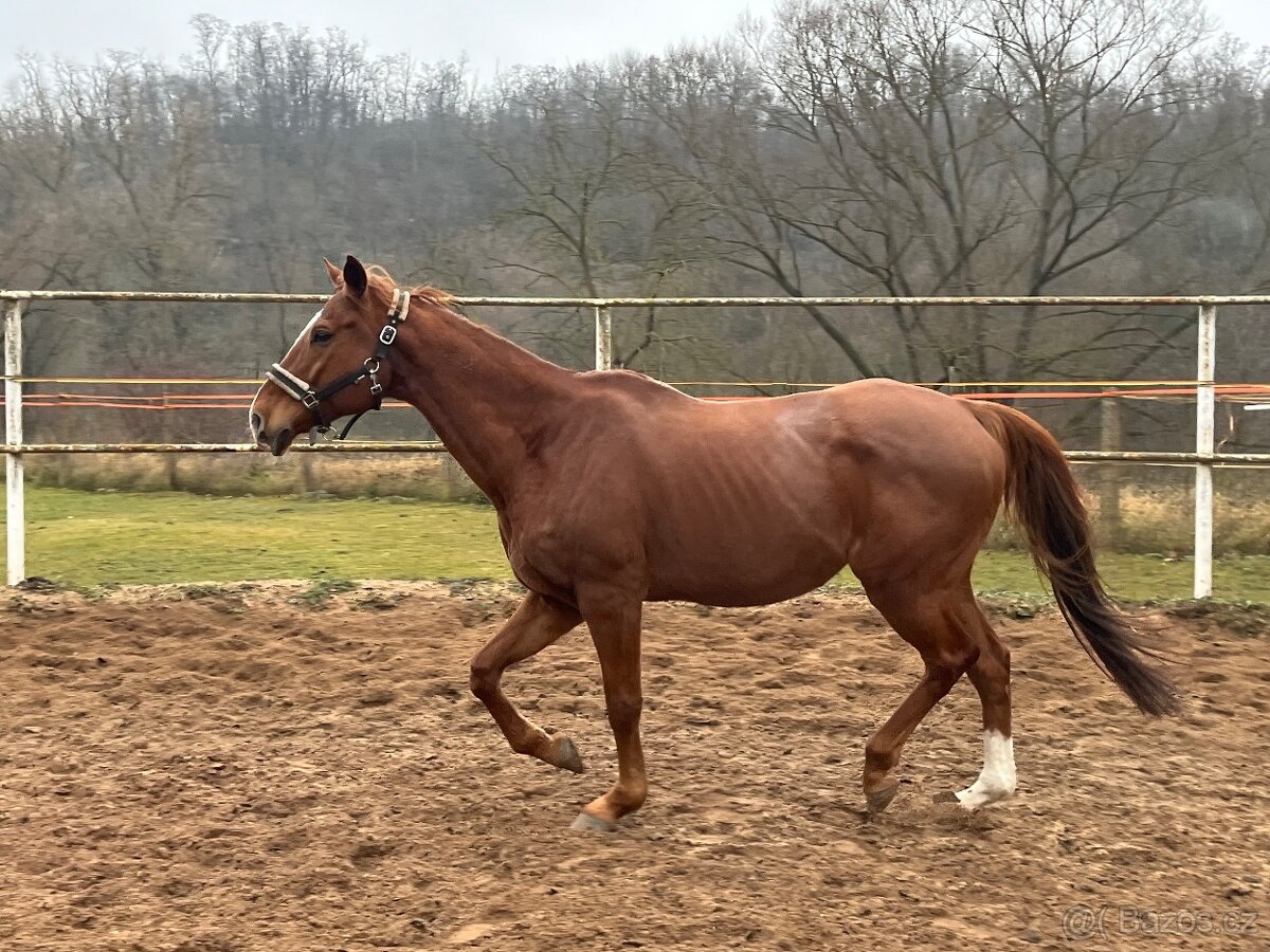 Hodný valasek A1/1 na lehkou rekreaci/spolecnik - 3