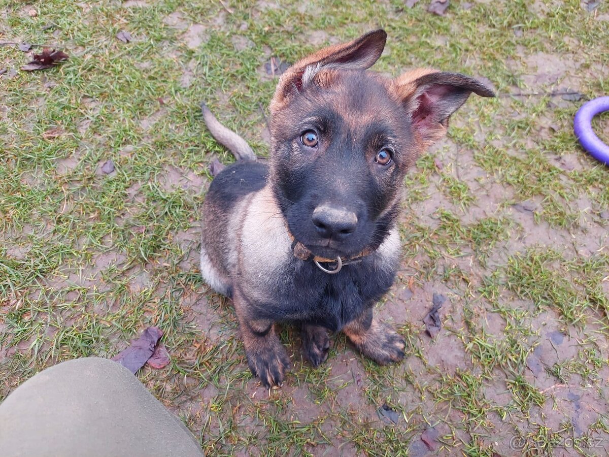 Německy ovčák s PP - volný pejsek - 3