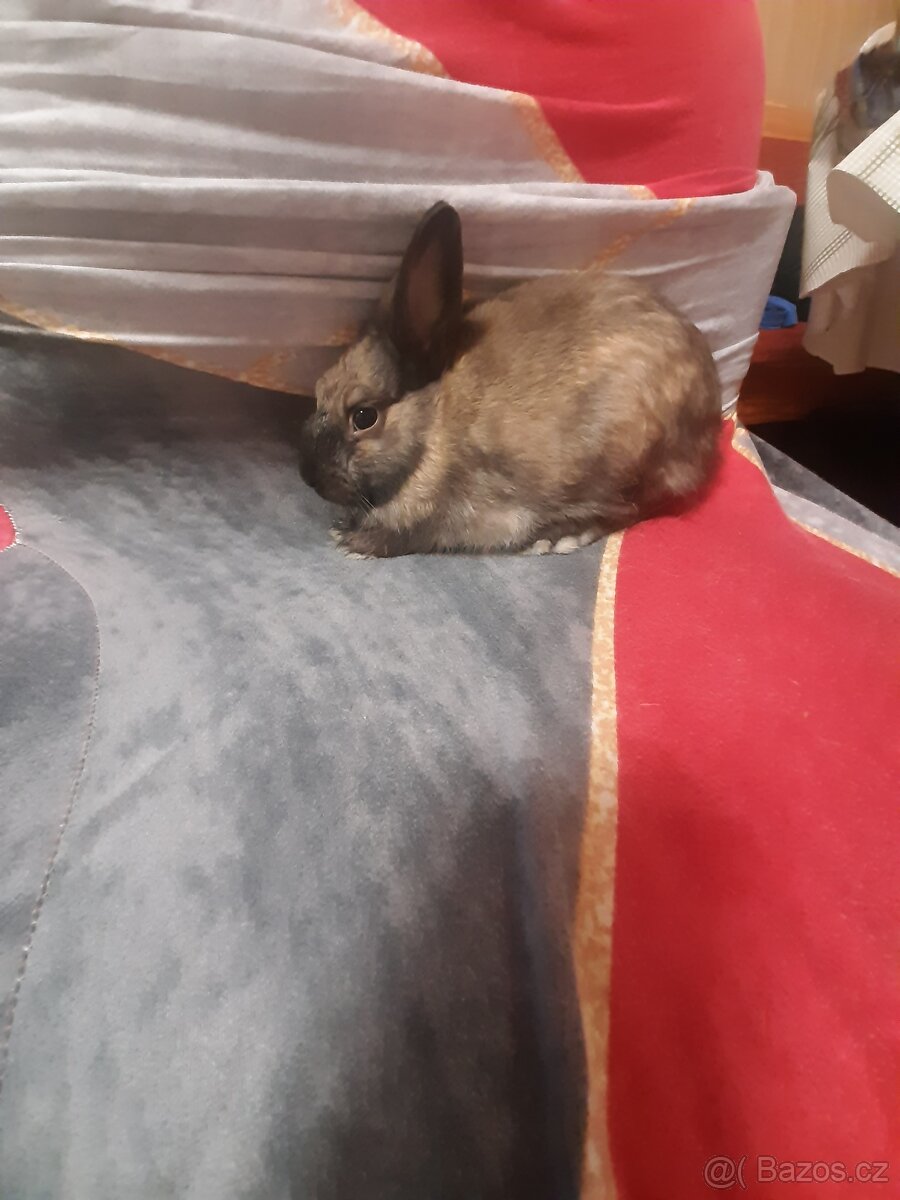 Zakrsli kralicci 💗 - 3