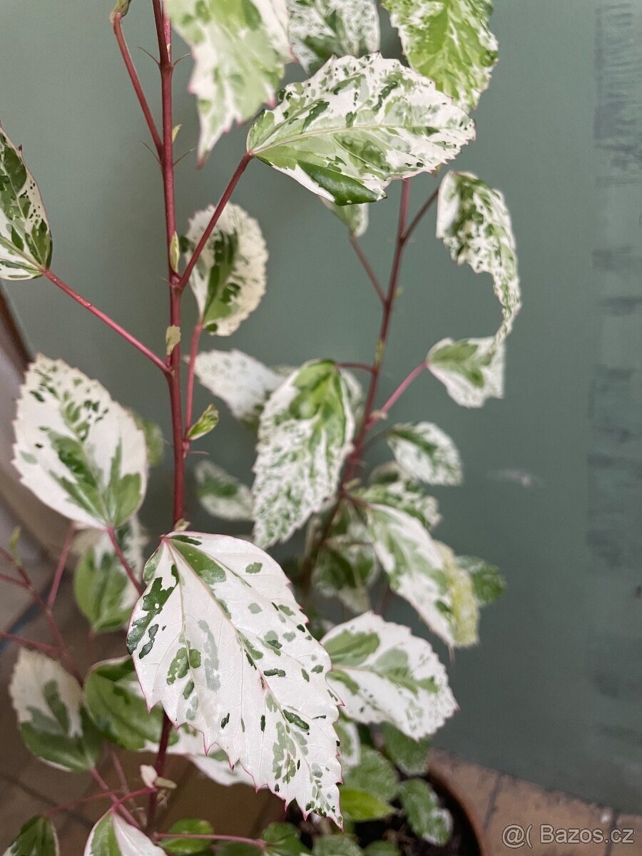 pokojový ibišek - panašový - 3