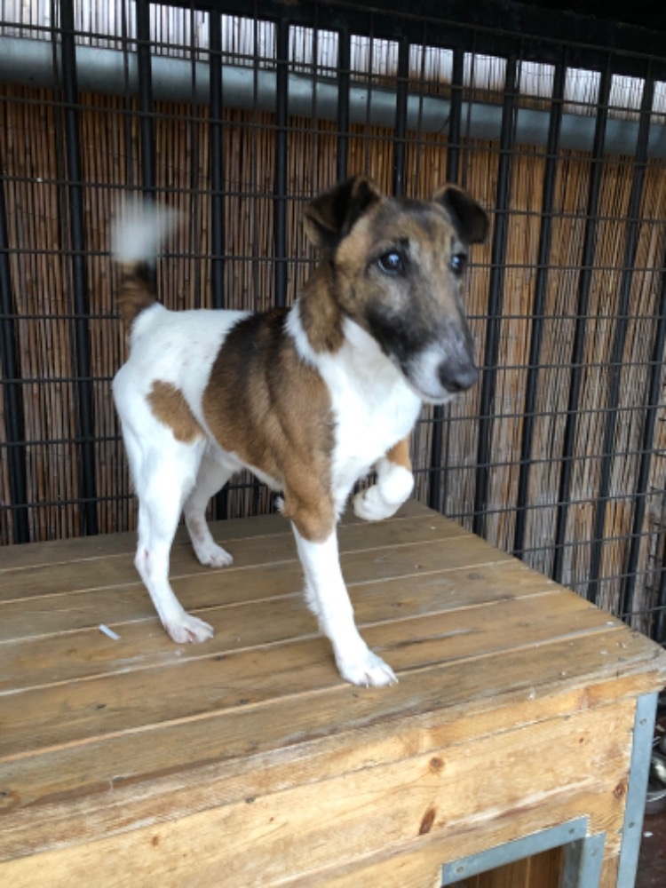 Fox terier hladkosrstý - 3