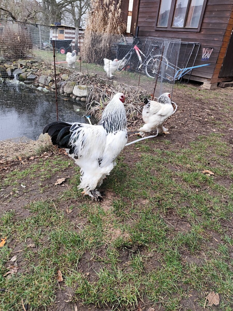 Brahmánka velká - 3