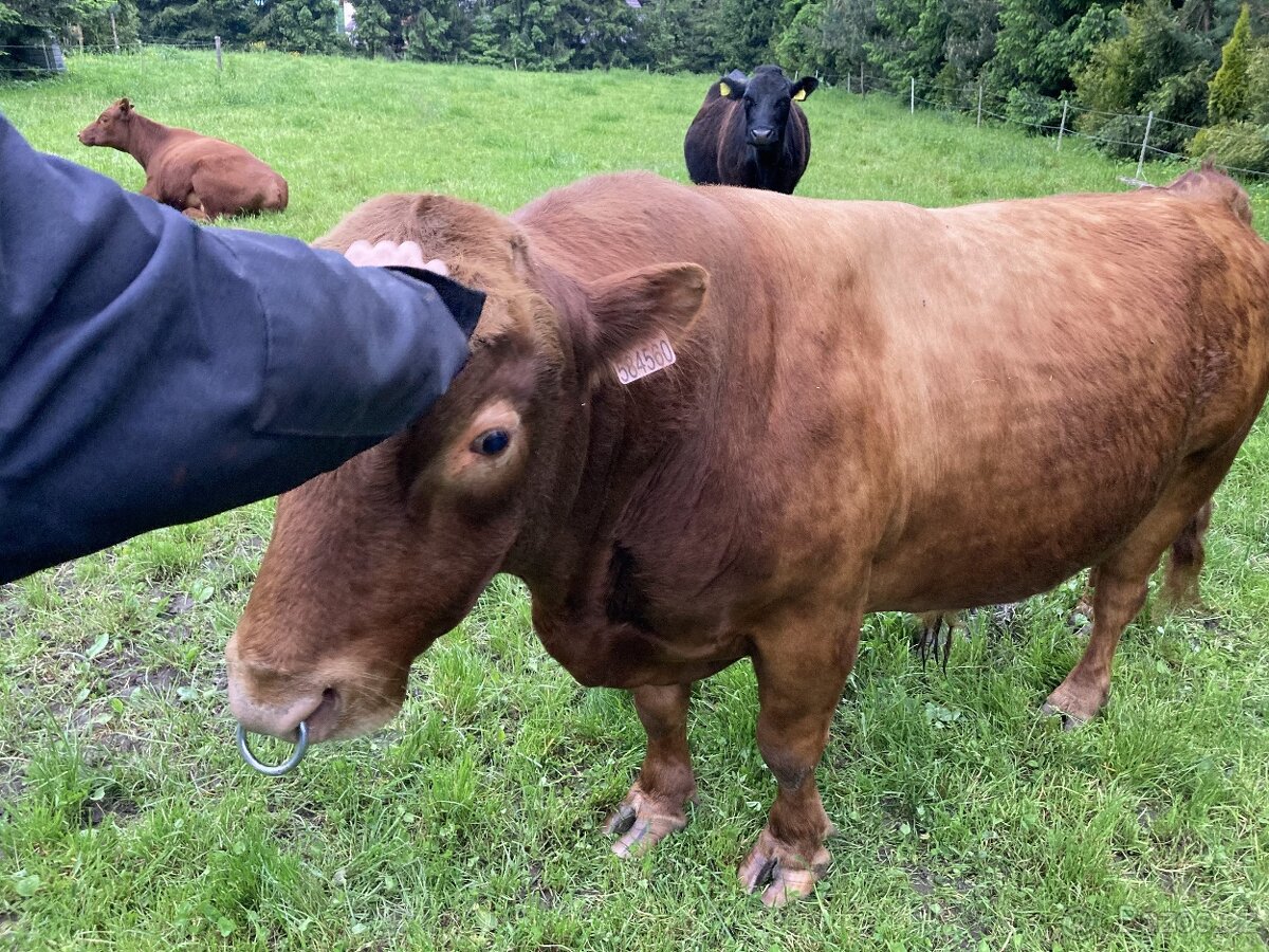 plemenný býk dexter - 3