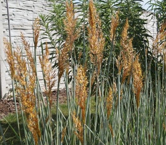 Okrasné trávy - 3
