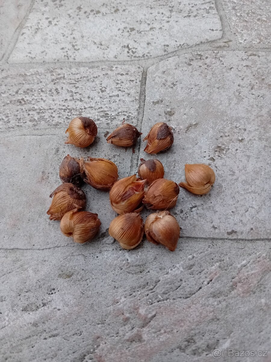 Oxalis - čtyřlístek - 3