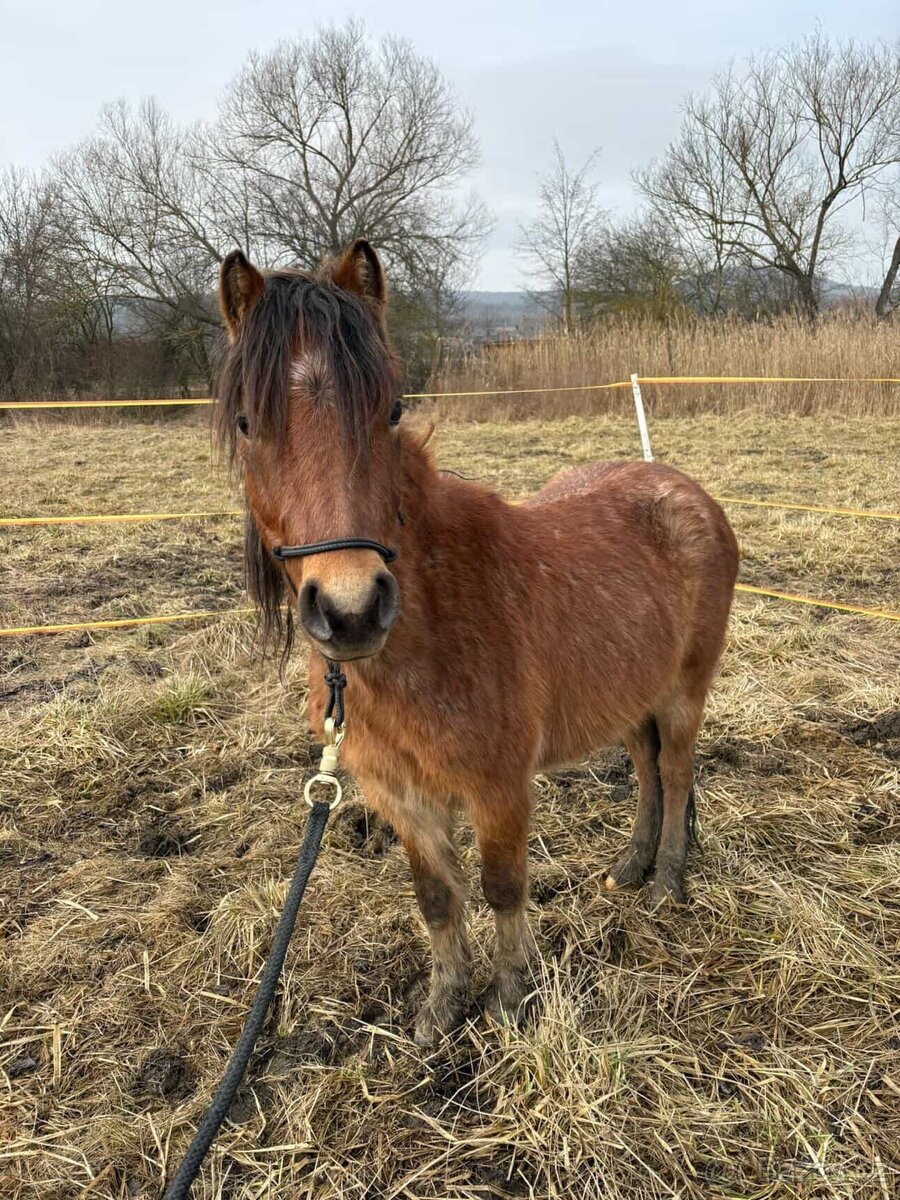 Welsh Pony Valach - 3