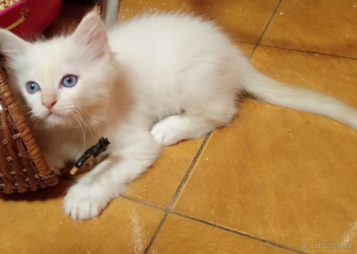 Ragdoll - 3