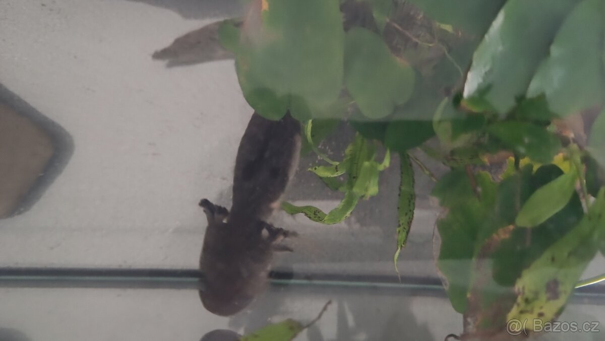Axolotl + všechno vybavení - 3