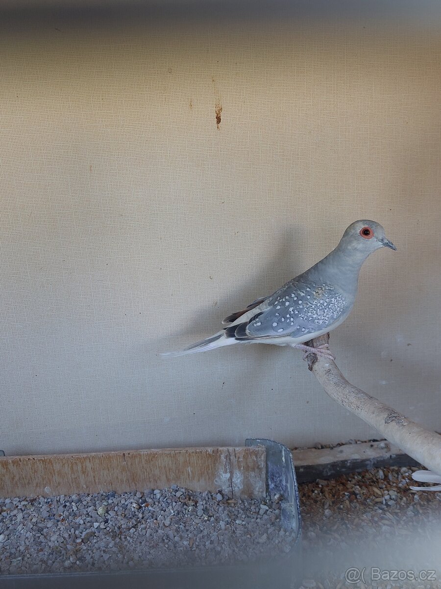 Holoubek diamantový - 3