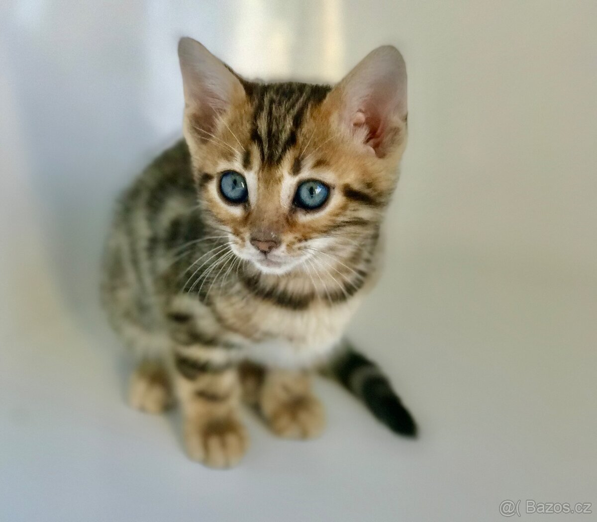 Bengálská koťata - 3