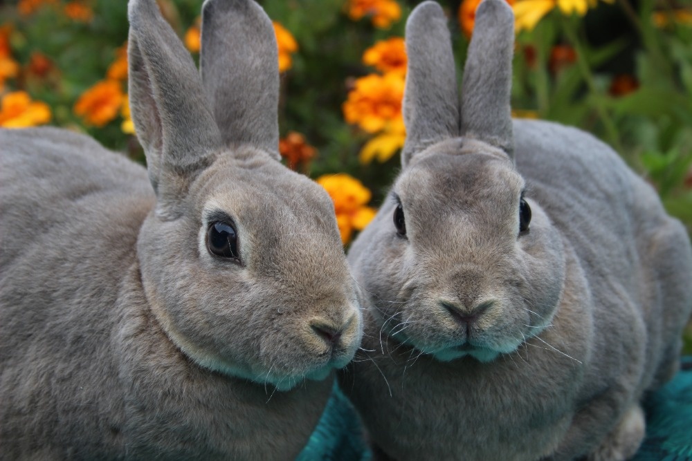 Zakrslý rex divoce modrý samička s PP - 3