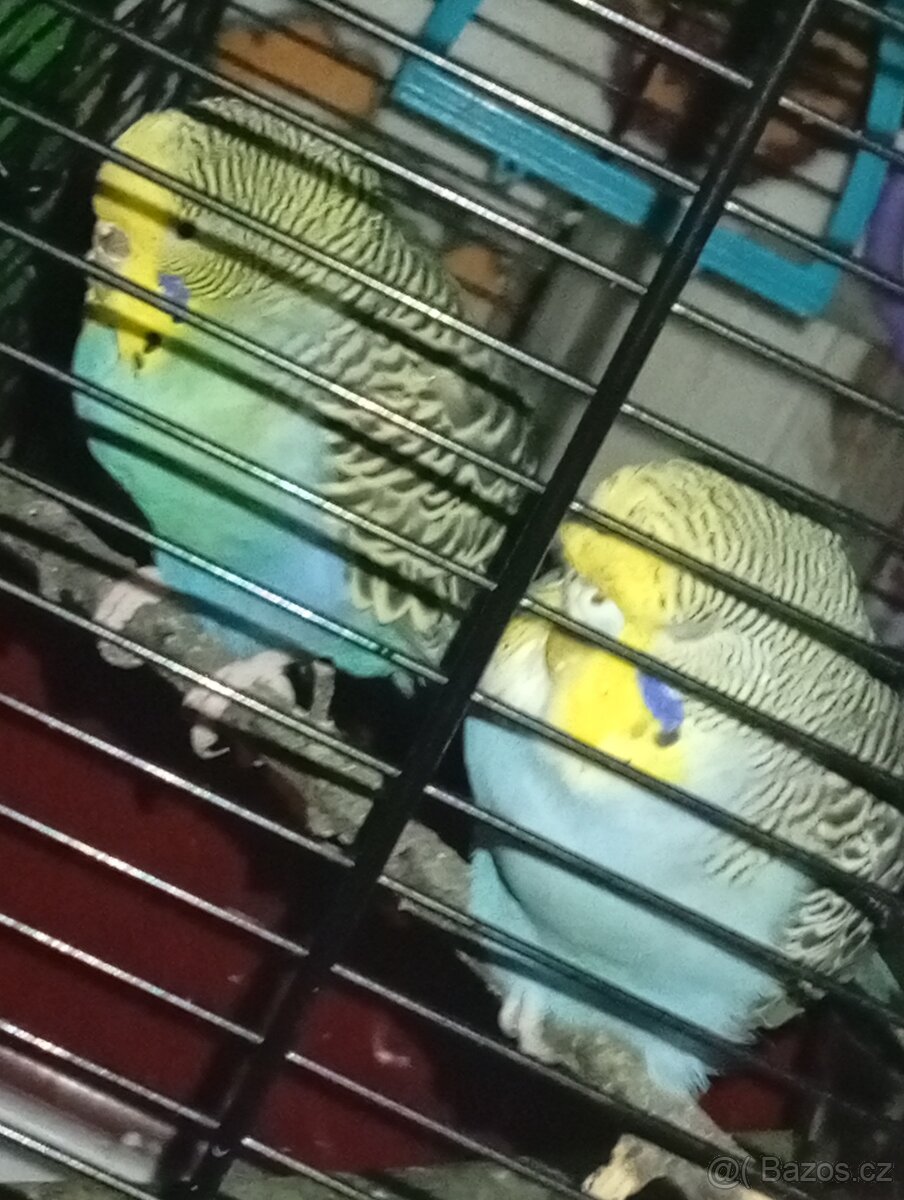 Prodam andulky🦜🦜 - 3