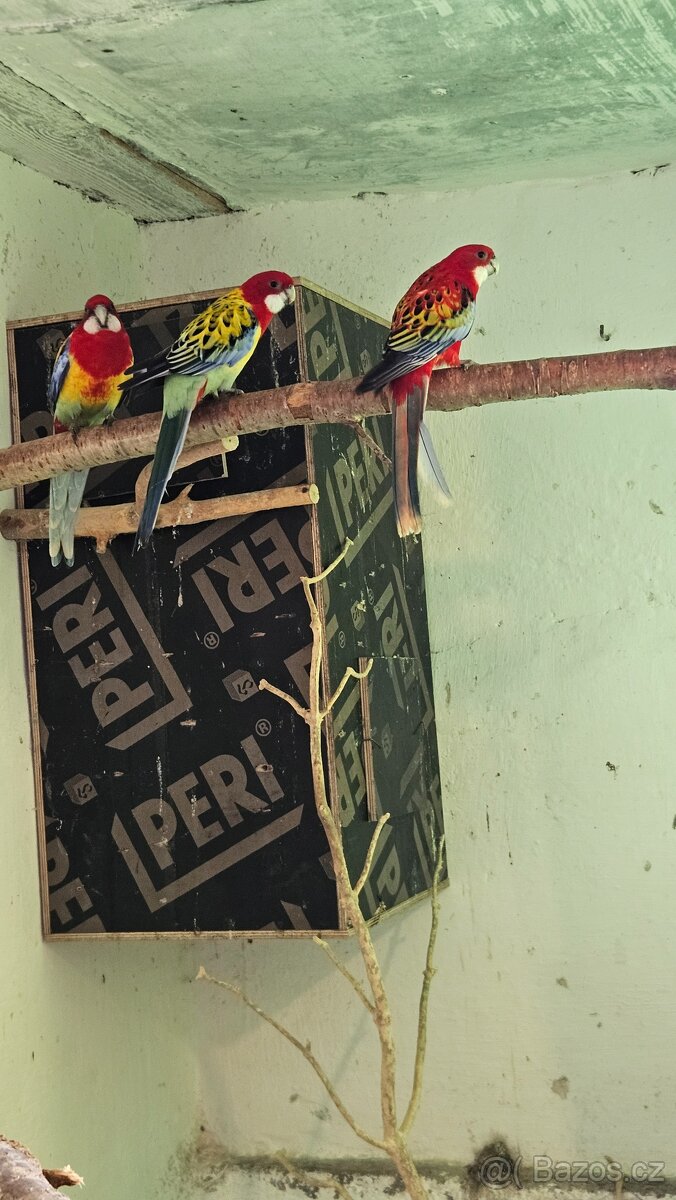 Rosela/modrá, zlatá, pastel, opalin - 3