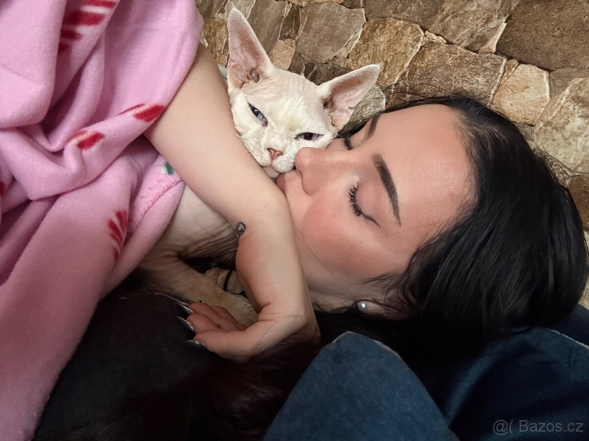 Devon rex kocour s PP - 3