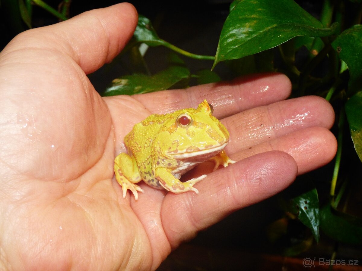 Rohatka cranwellova - 3