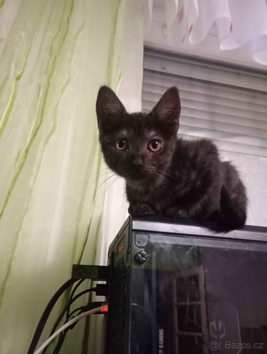 Roztomilá koťátka hledají nový domov - 3