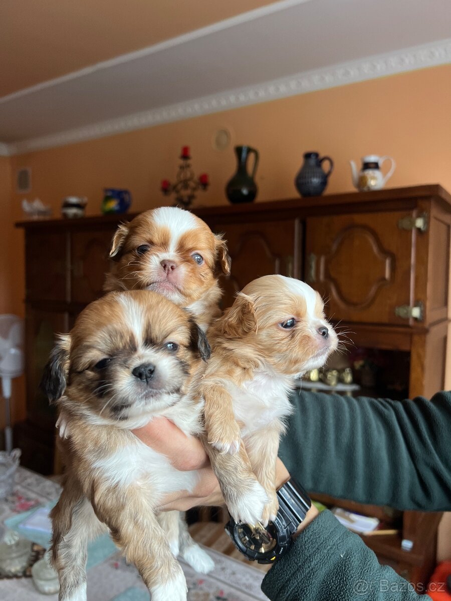 Stenatko Pekinezer - 3