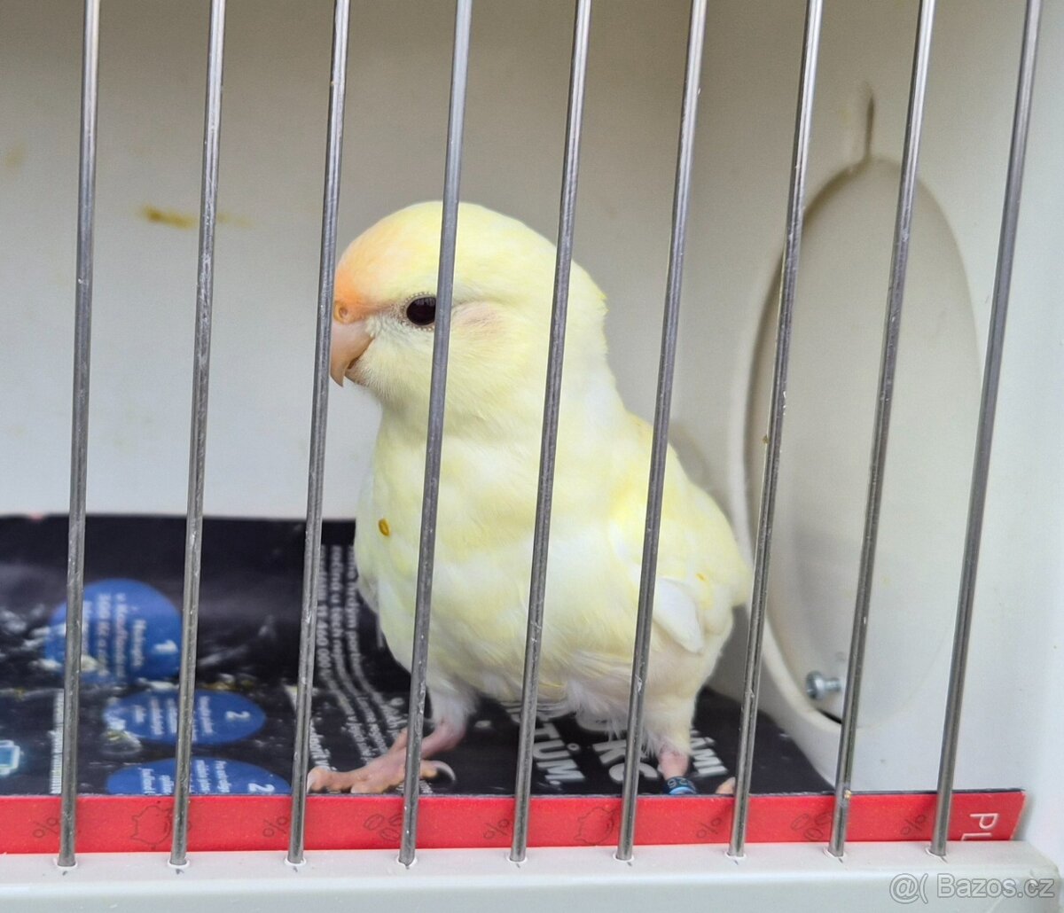 Kakariki rudočely - 3