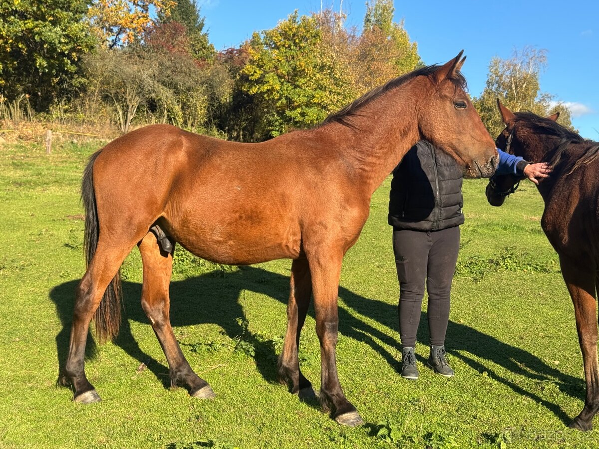 Hodný mohutný hřebeček - 3