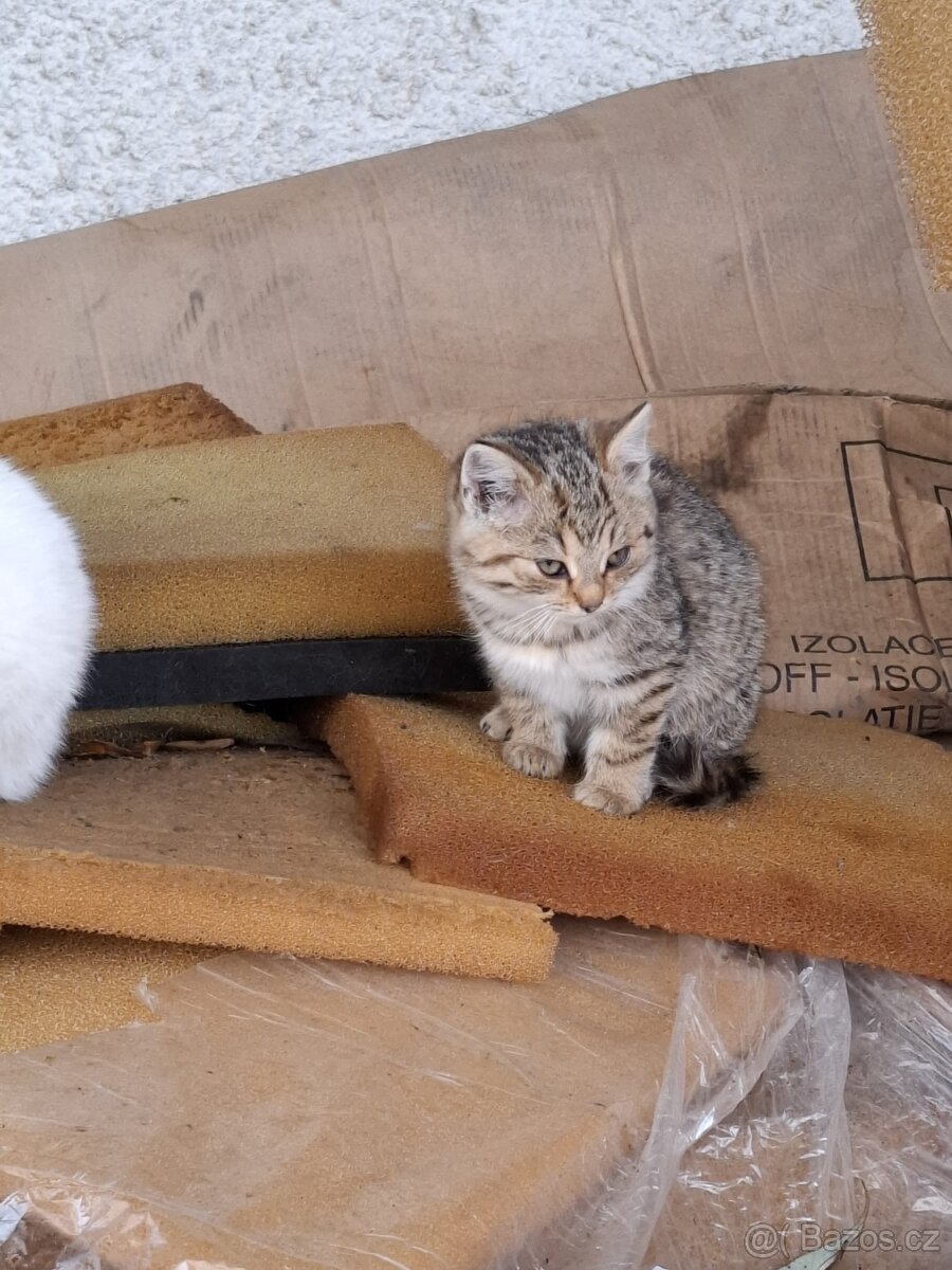 4 koťátka hledají domov - 3