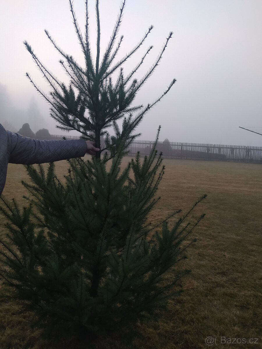 Vánoční stromek - 3