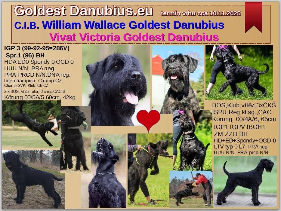 Knírač velký černý - 3