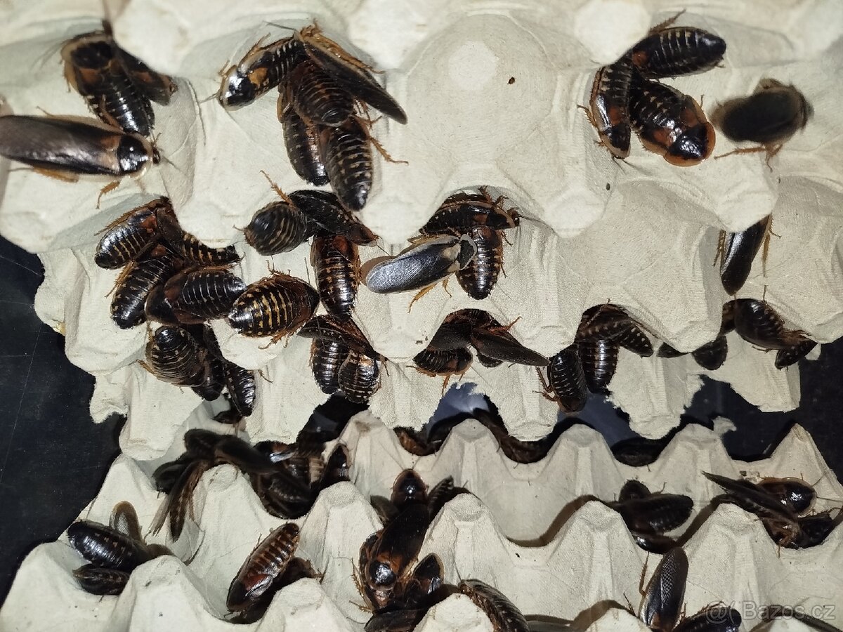 Švábi Blaptica dubia - 3