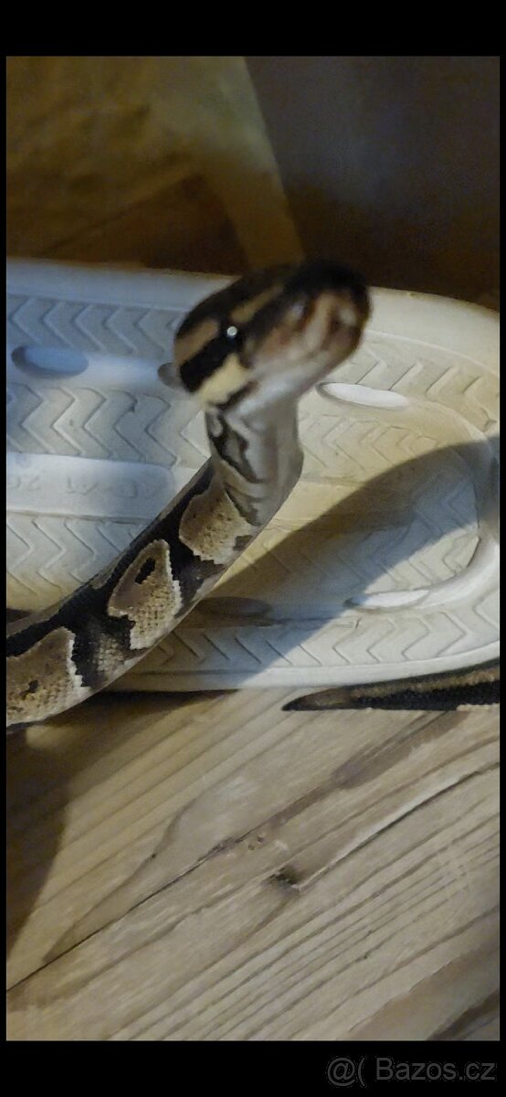 Krajta královská - 3