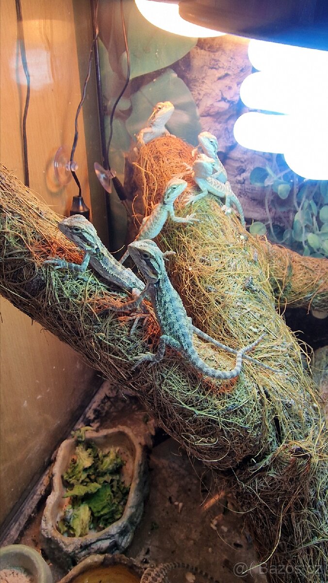 Agama vousatá - mláďata - 3