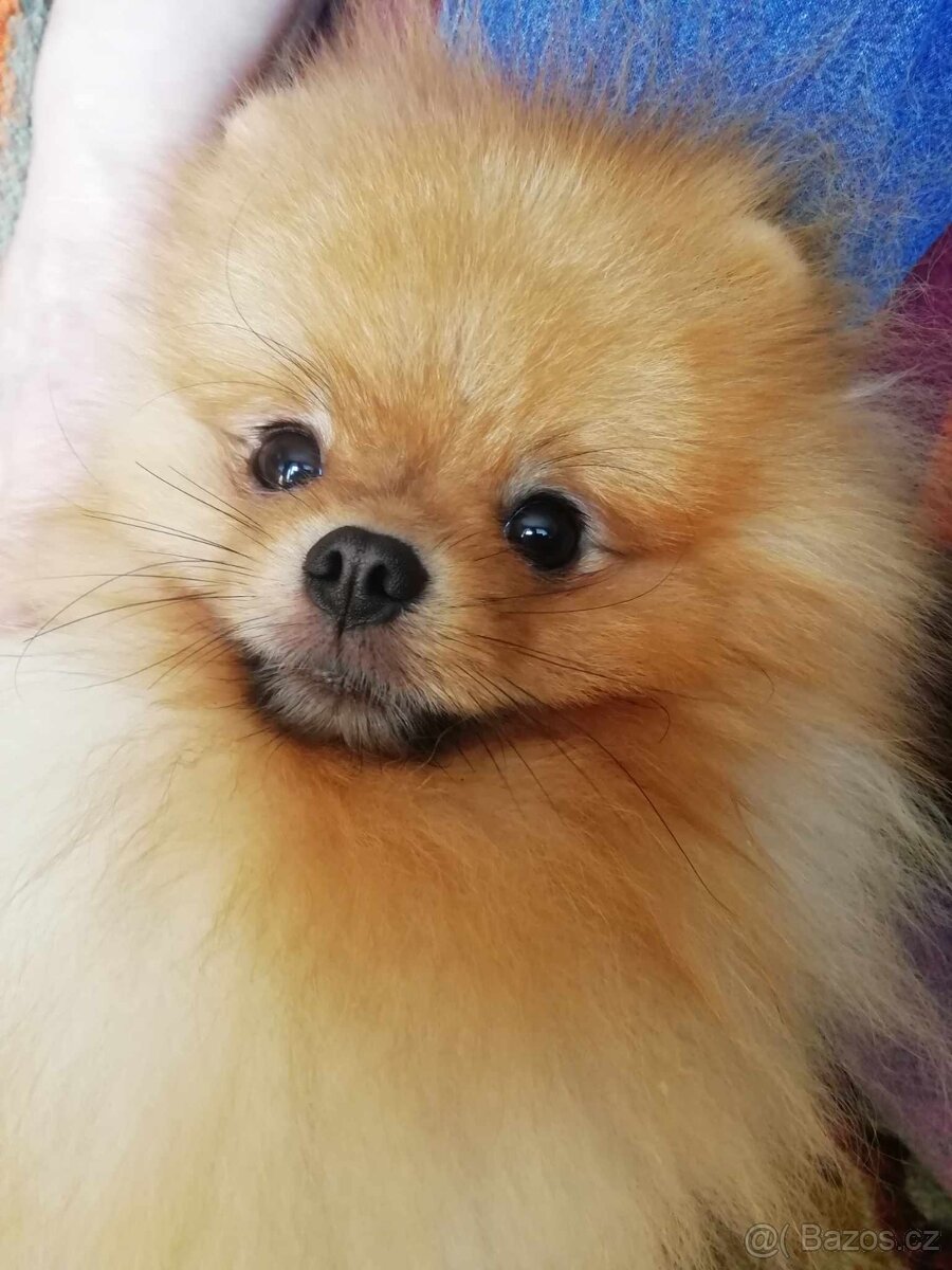 Krásný pomerian s PP a FCI - 3