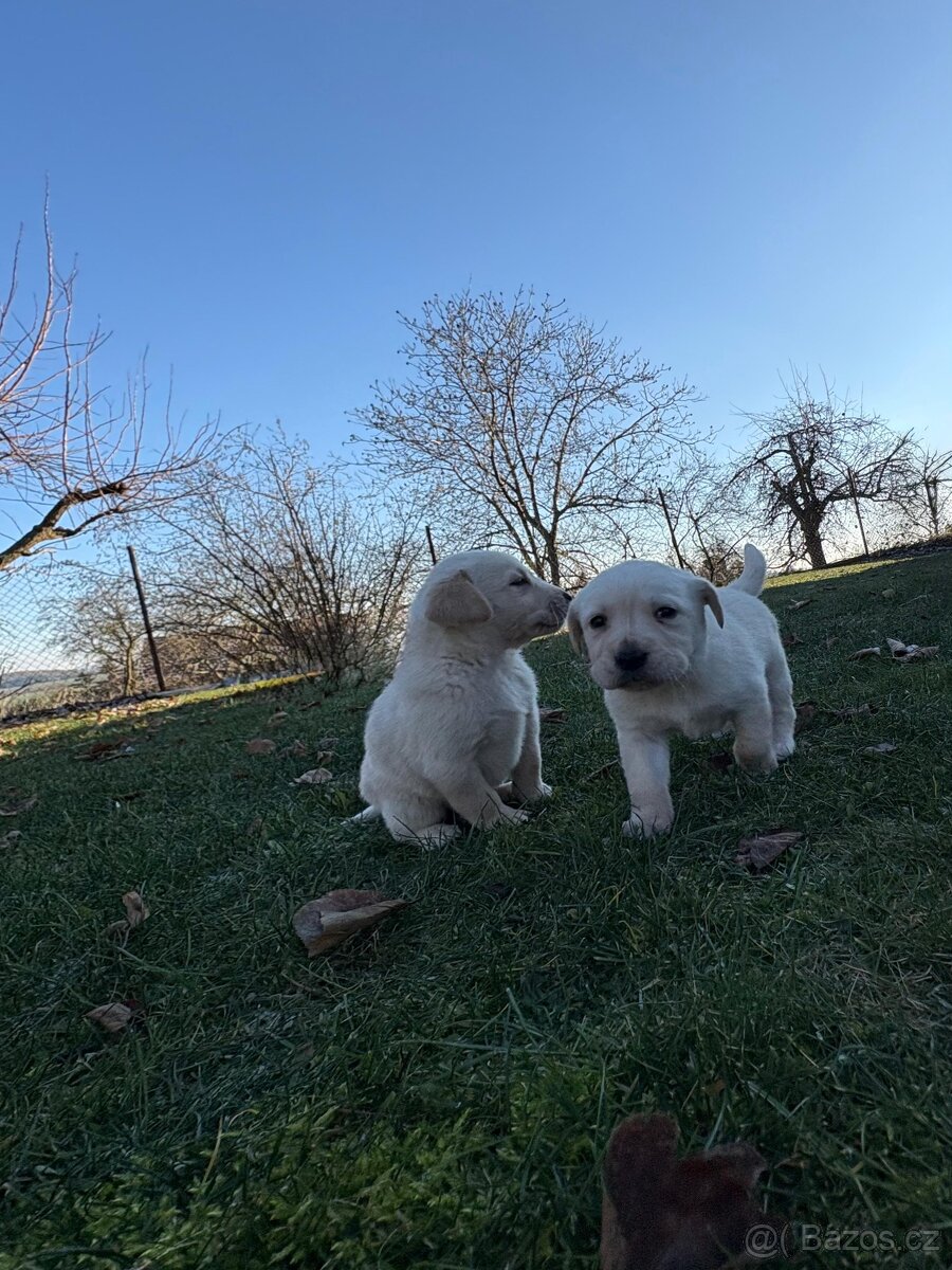 Štěňata Labradorského retrívra - 3