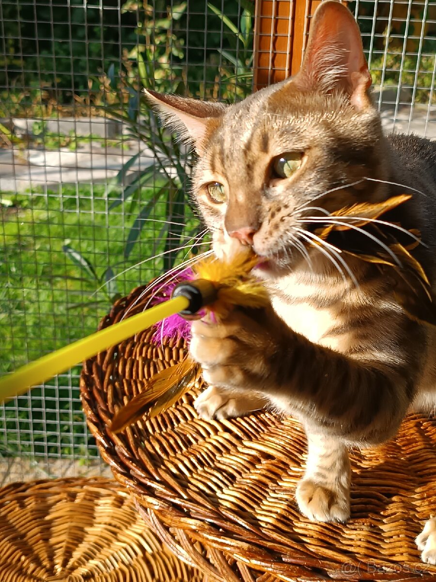 Vzácný MODRÝ Bengálský kocourek s PP - 3