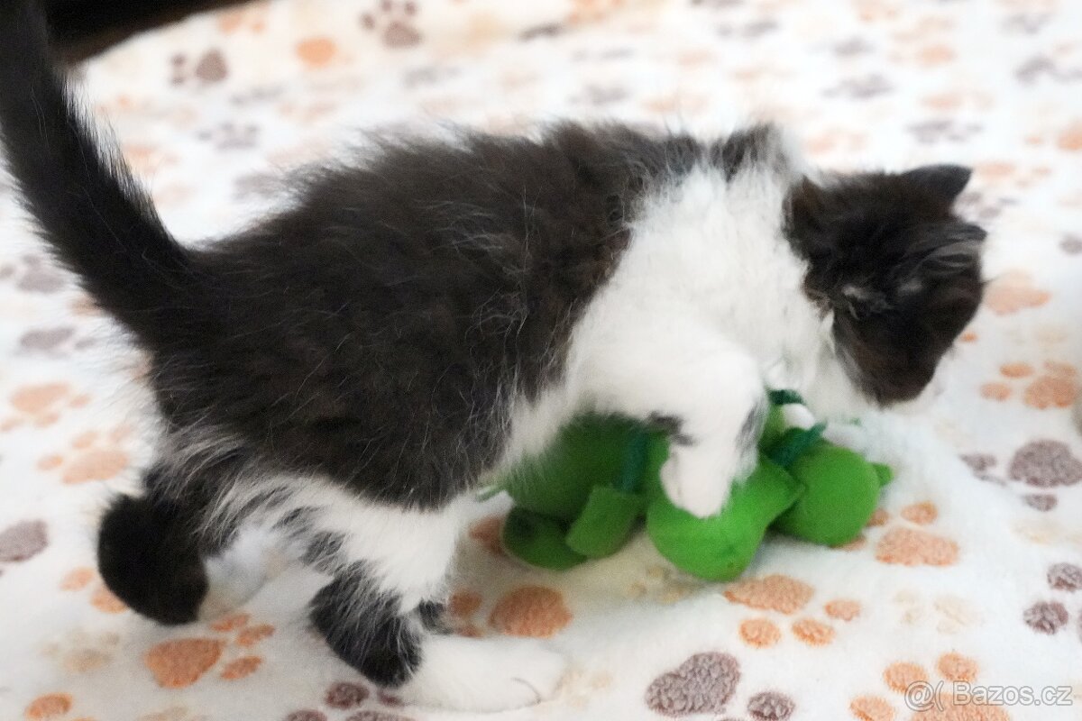 Sibiřská kočka - kocourek s PP - 3